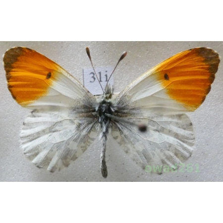 Anthocharis cardamines (Linnaeus, 1758) male Czech31i